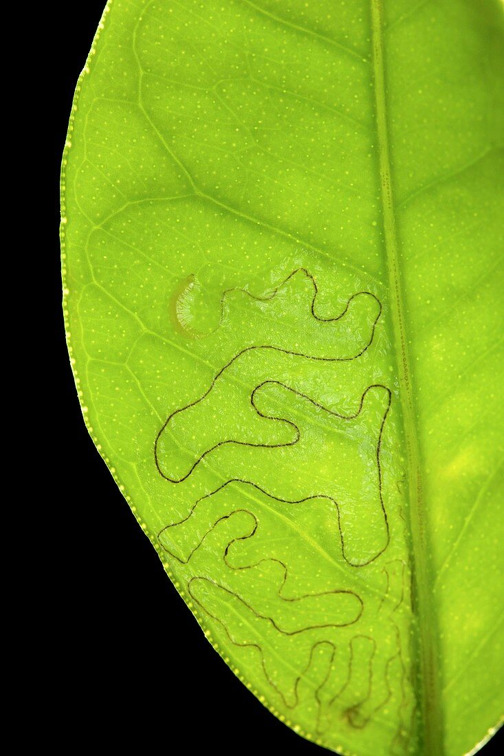 Citrus leafminer in a leaf