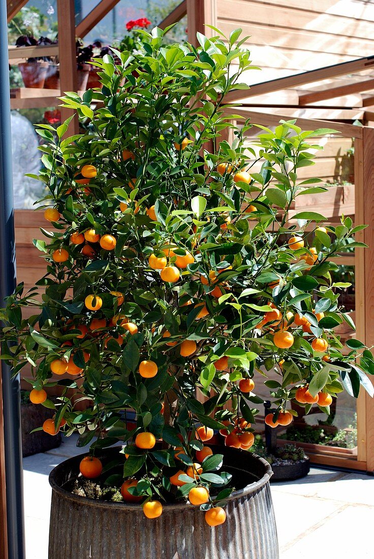 Citrus orange tree