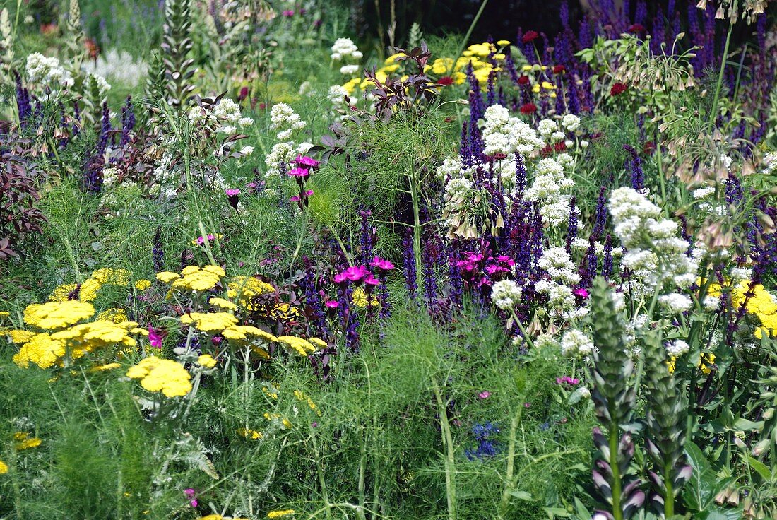Summer herbaceous planting