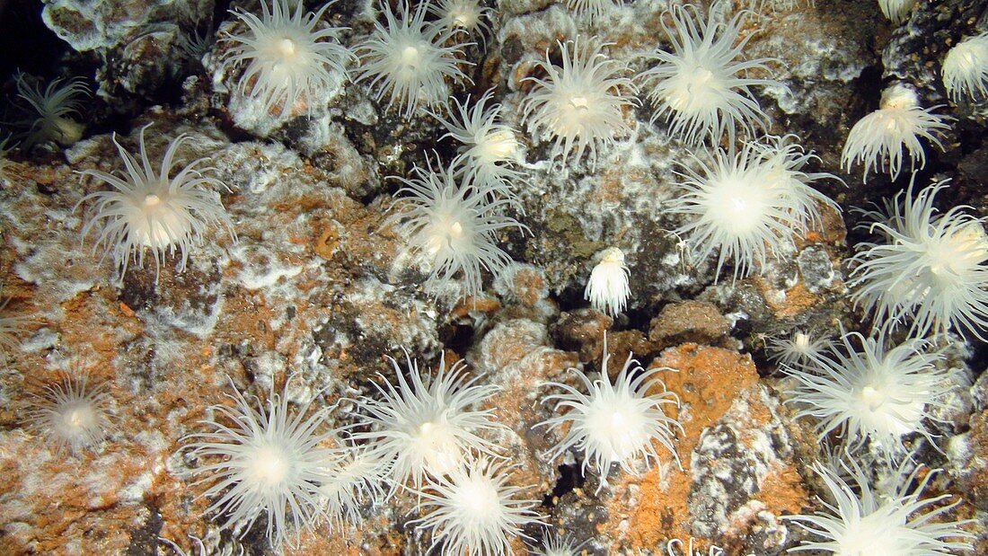 Hydrothermal anemones