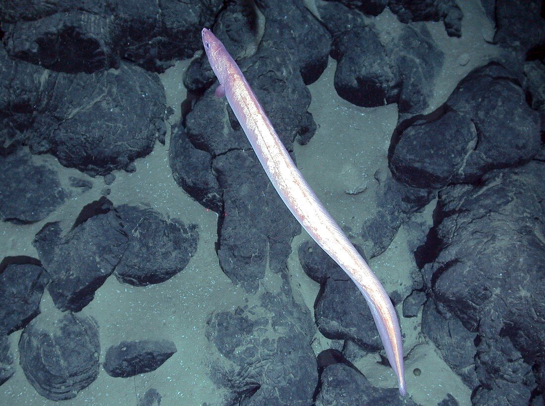 Hydrothermal fish