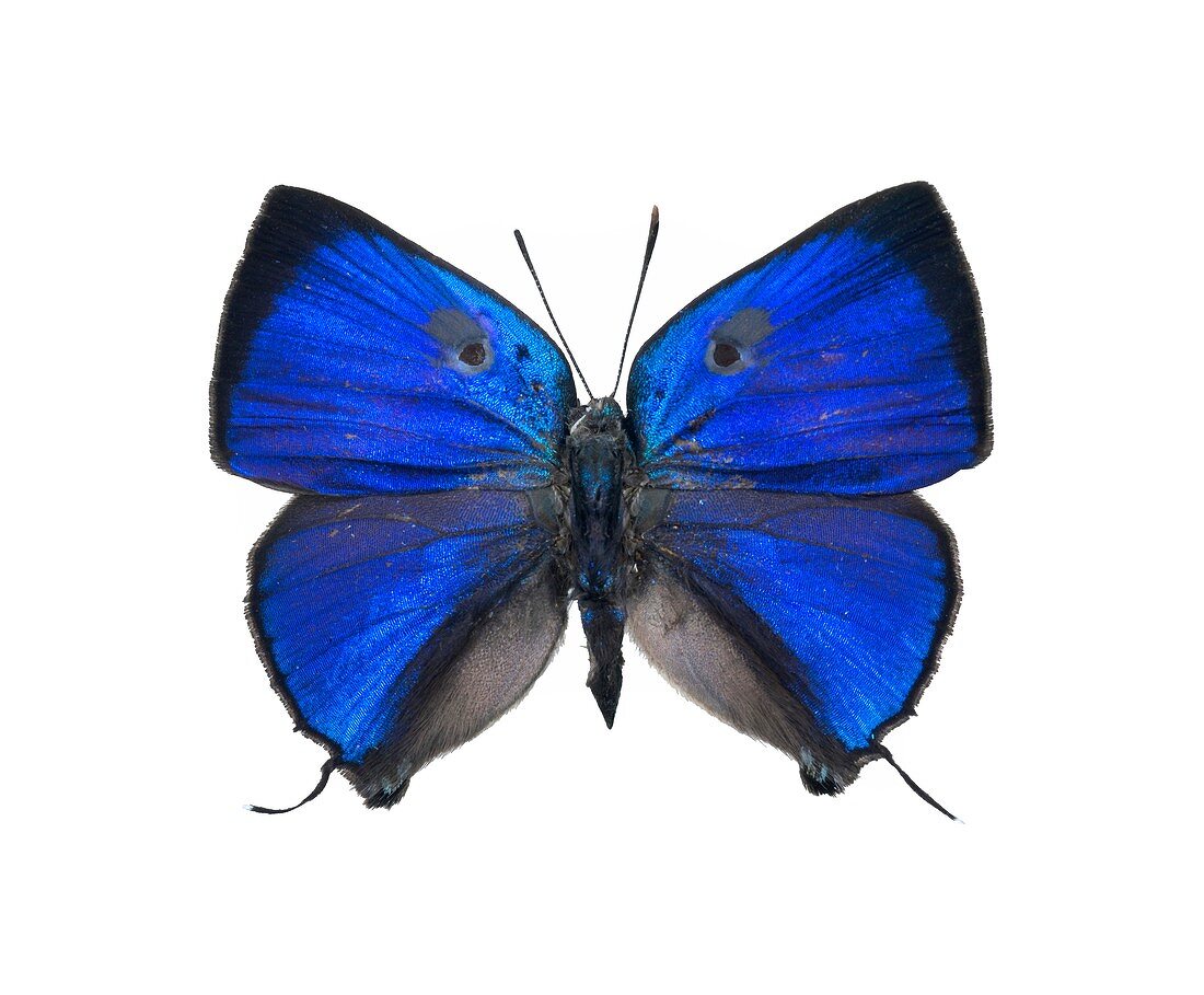 Thecla bitias butterfly