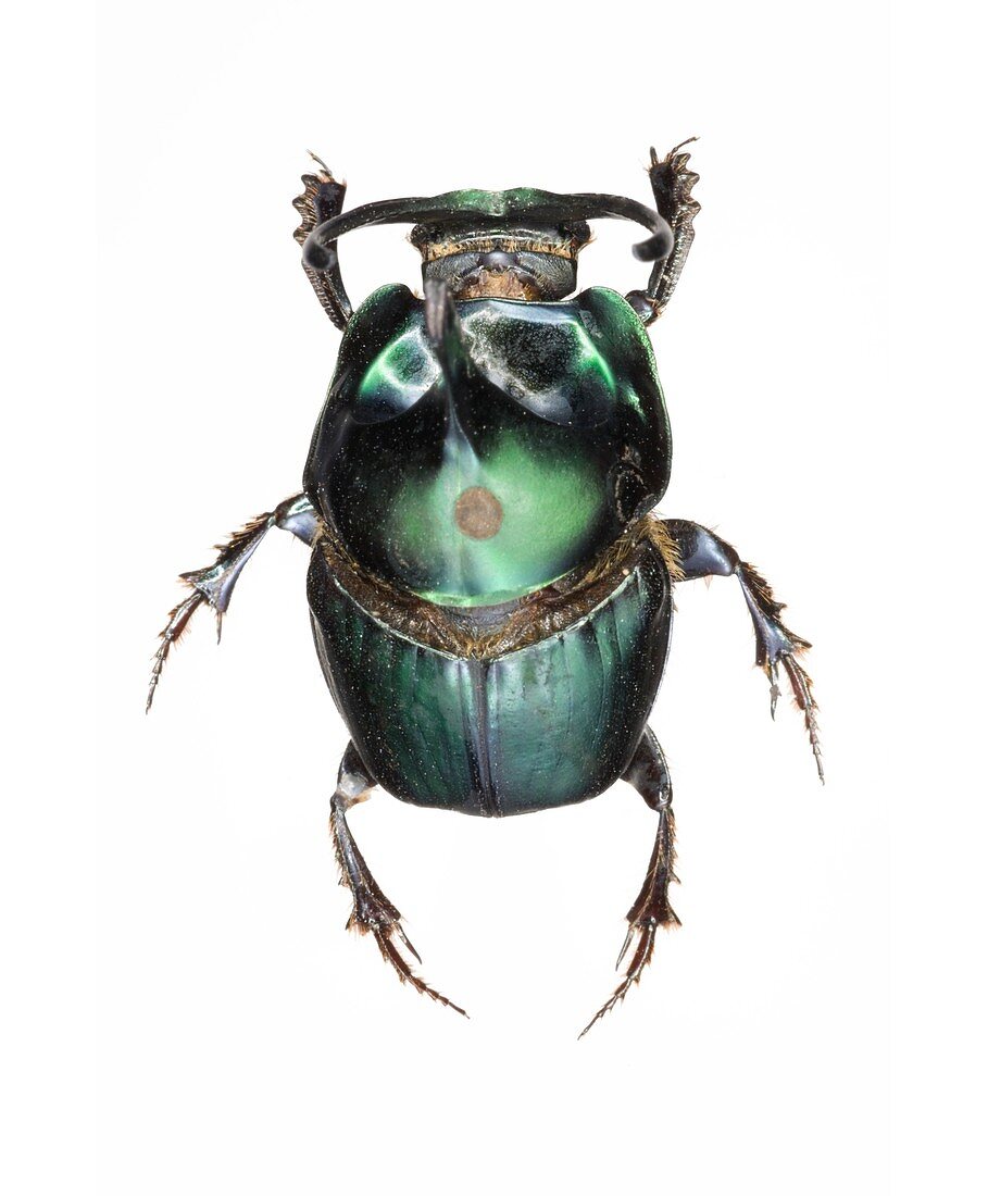 Onthophagus dung beetle