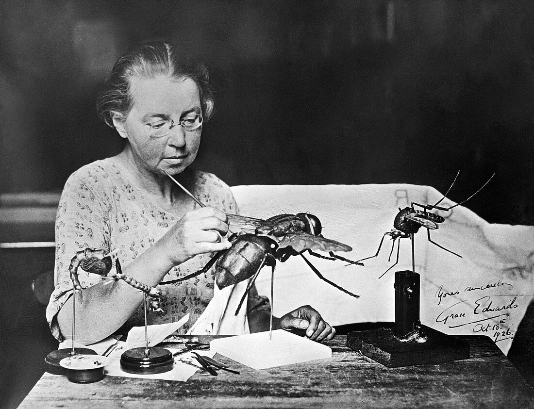 Grace Edwards with insect models