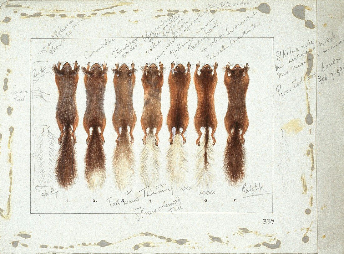 Red squirrel skins,artwork