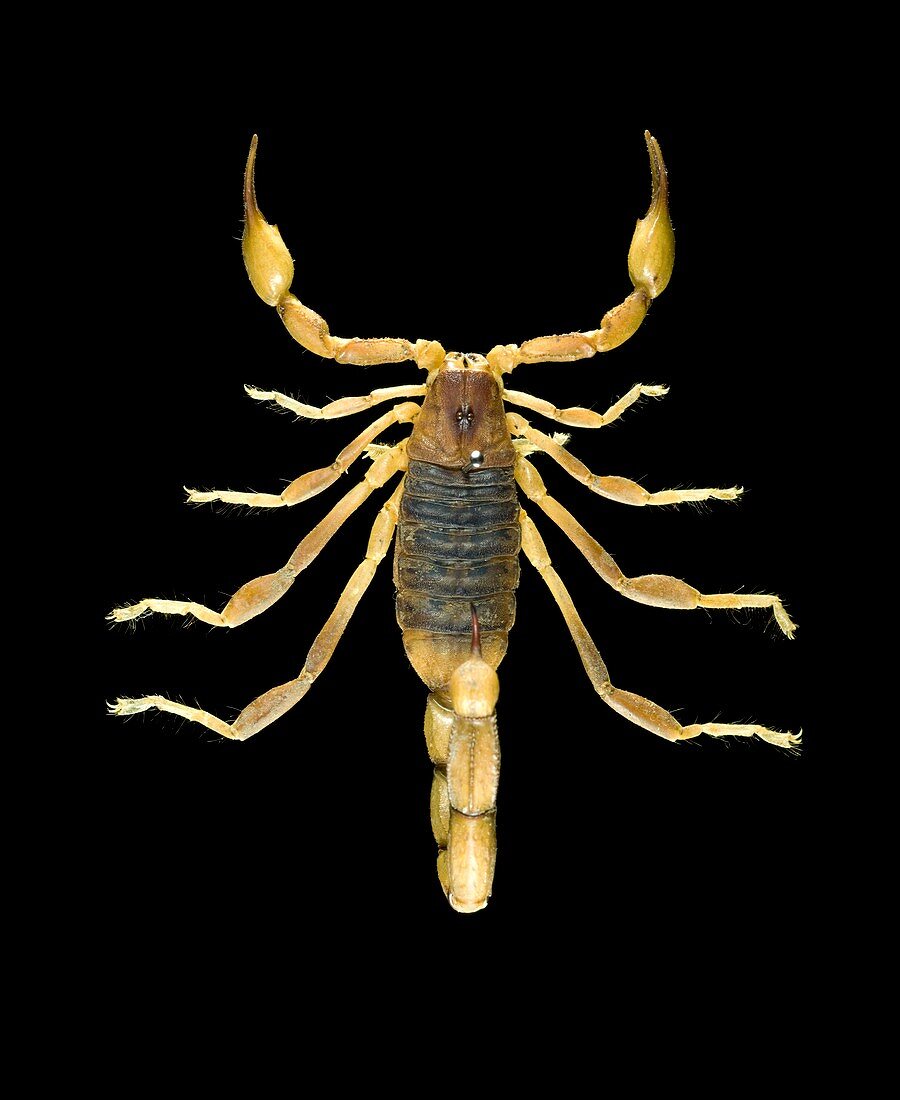 Peruvian golden scorpion