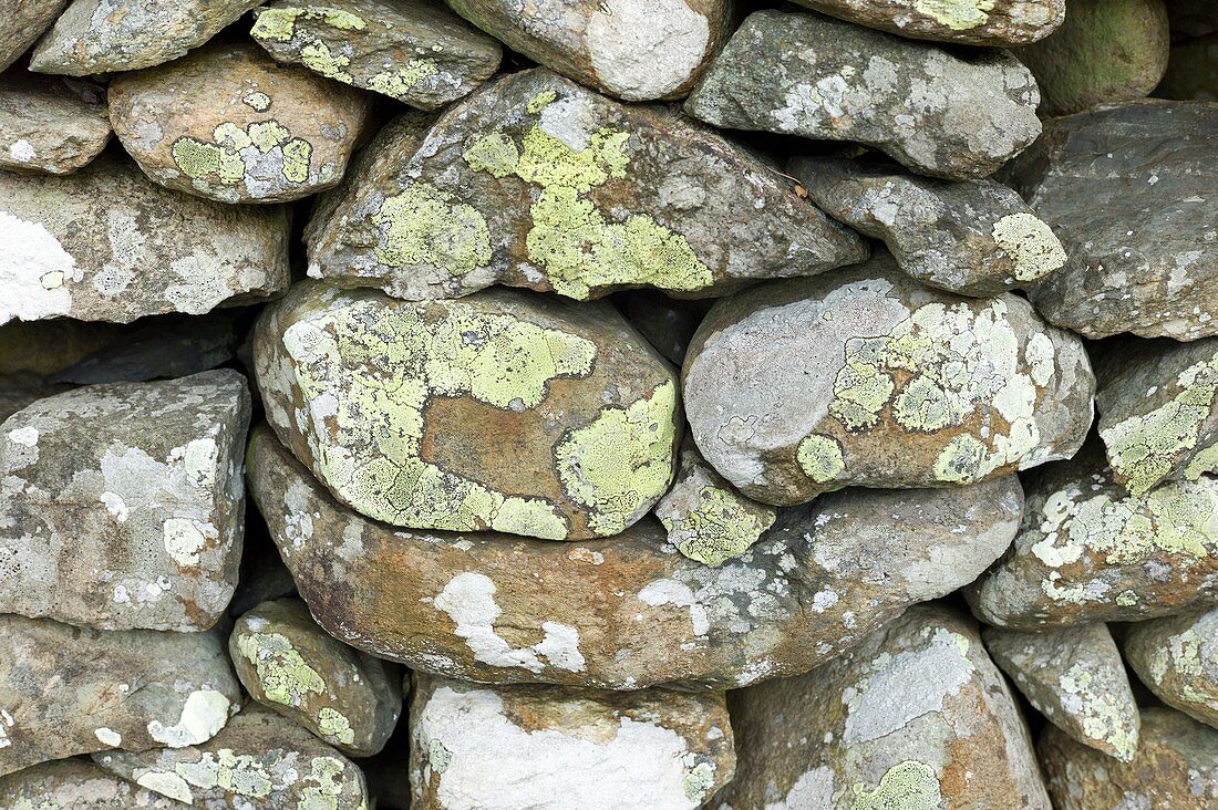 Dry stone wall,Borrowdale Cumbria
