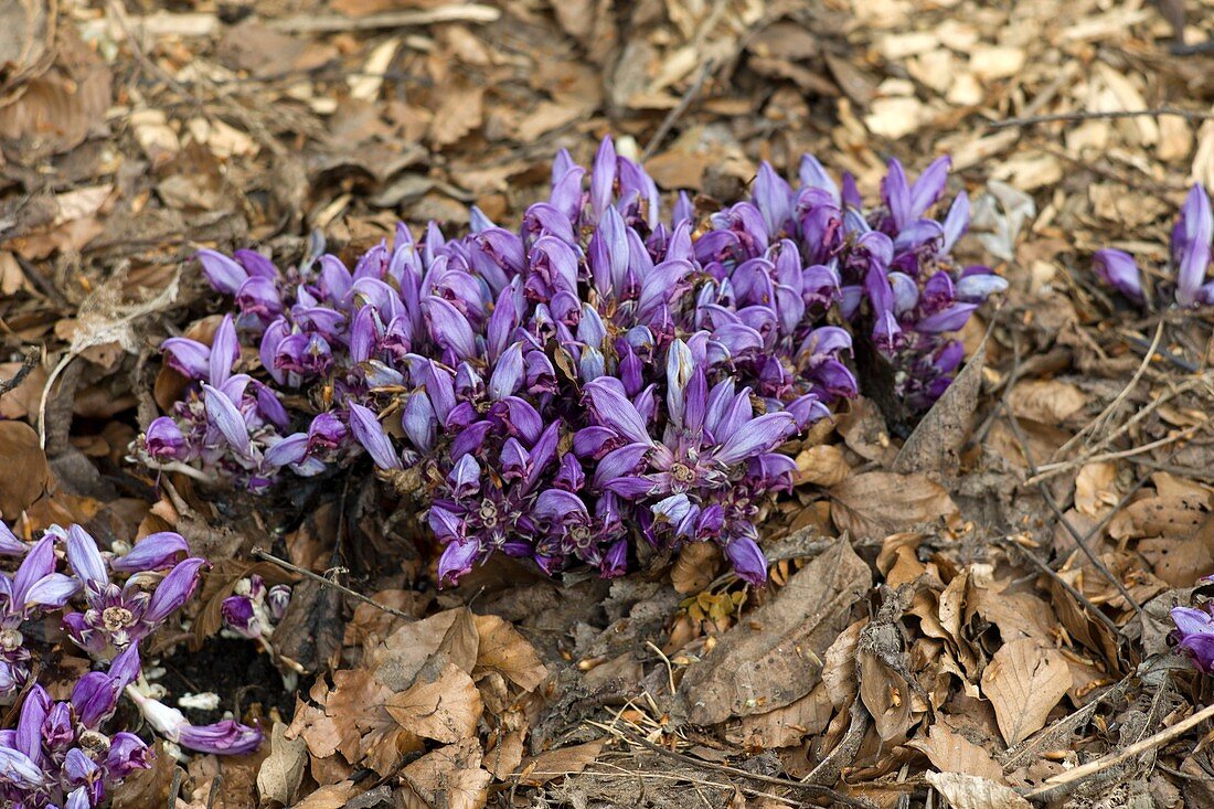 Purple toothwort (Lathraea clandestina)