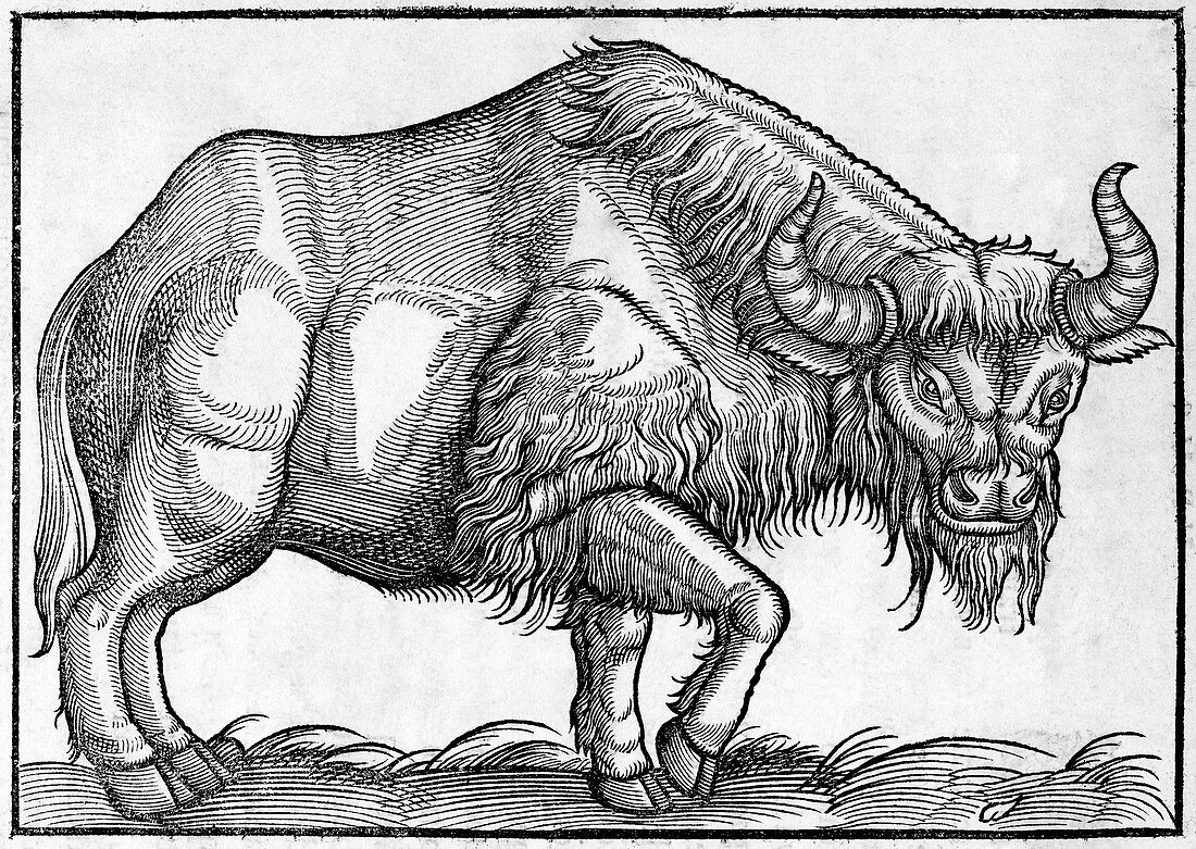Bison,historical artwork