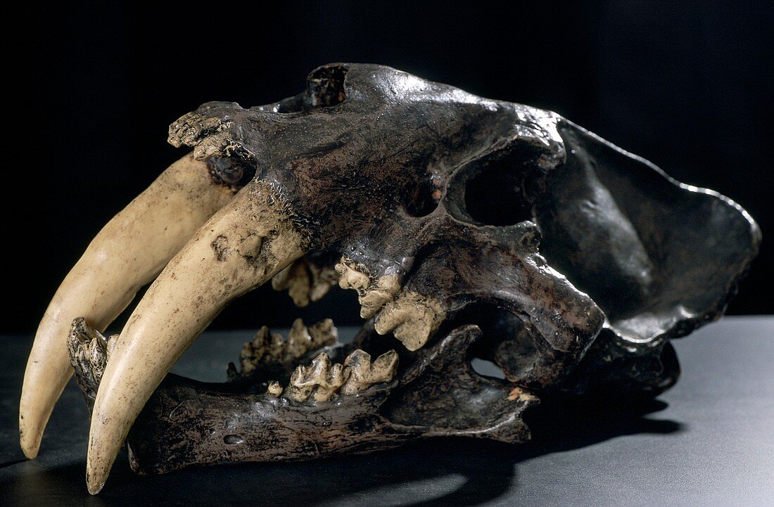 Sabre-toothed cat's fossil skull