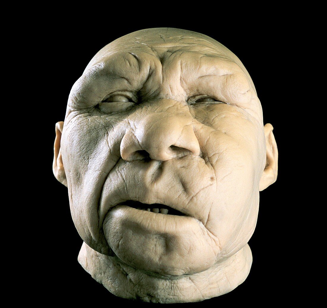 Homo heidelbergensis reconstruction