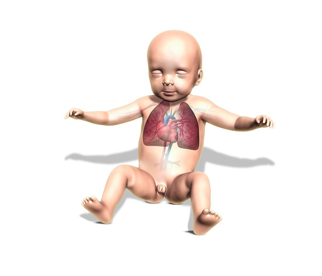 Newborn baby,anatomical artwork