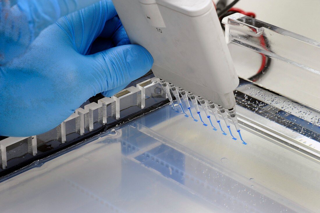 DNA samples loaded onto a gel
