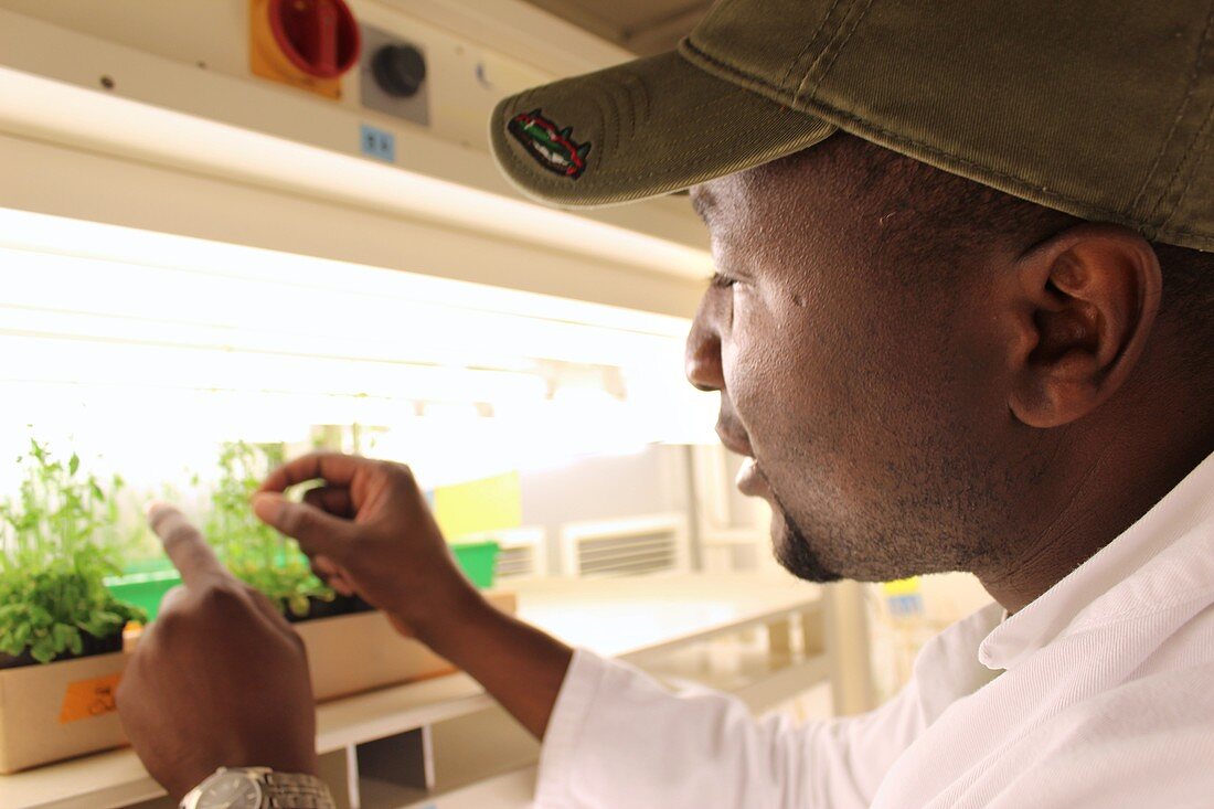 Plant scientist in a cultivation room