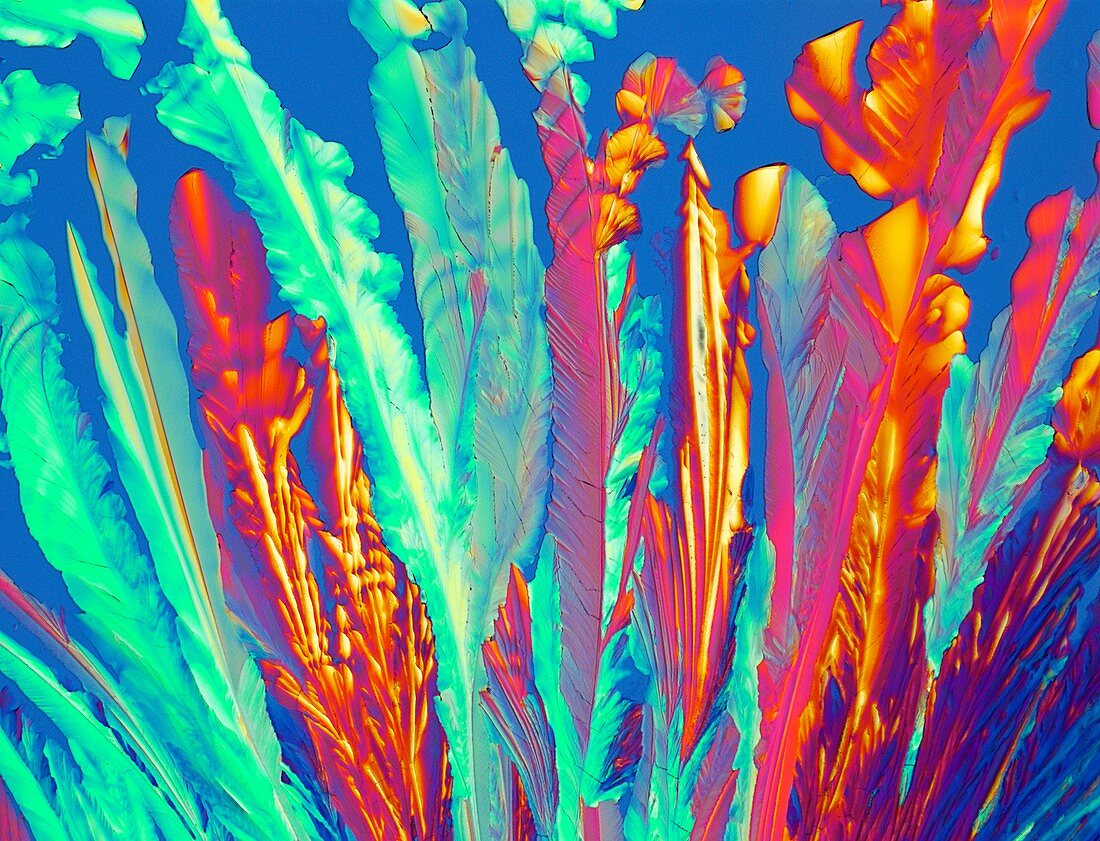 Oxytocin crystals,light micrograph