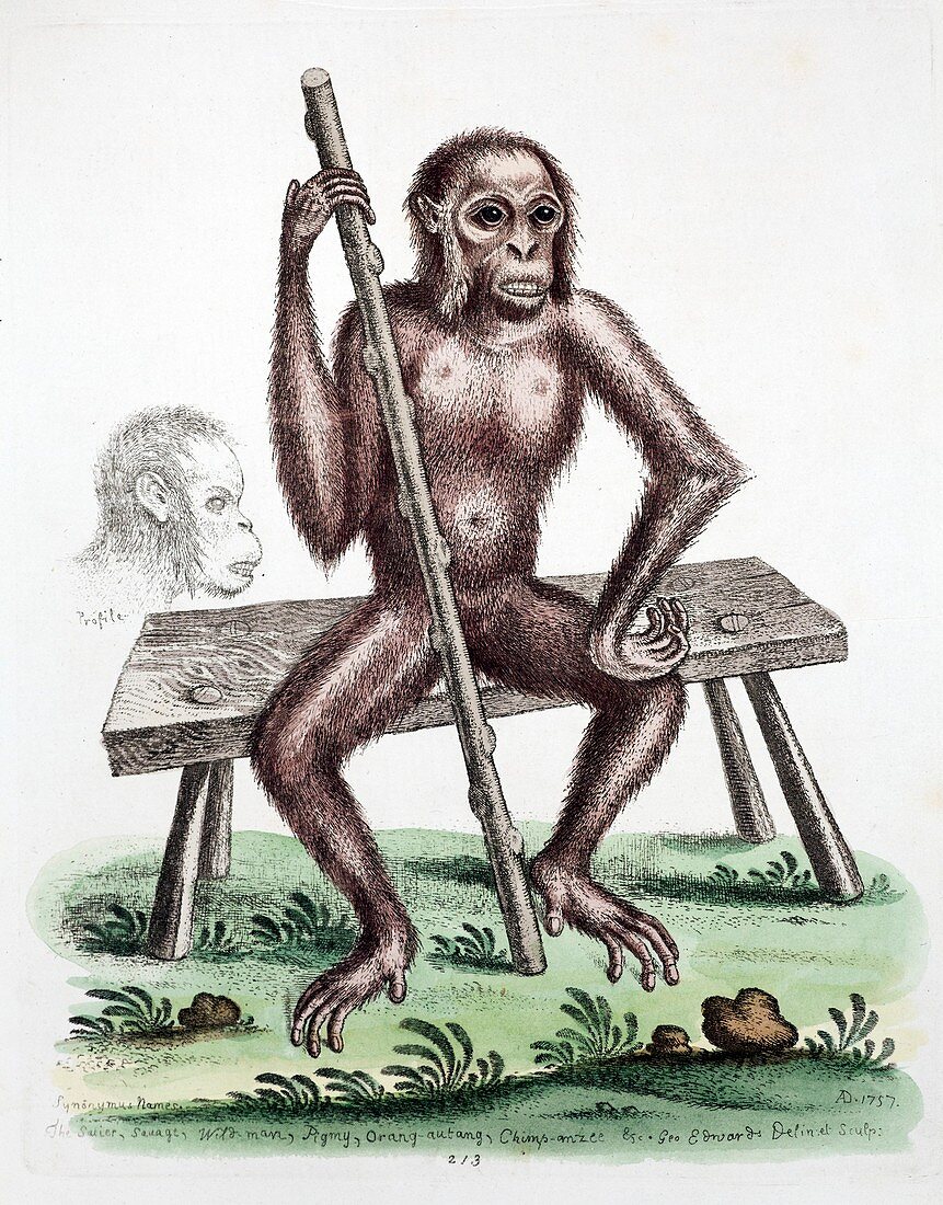 1757 Edwards' British Orangutan