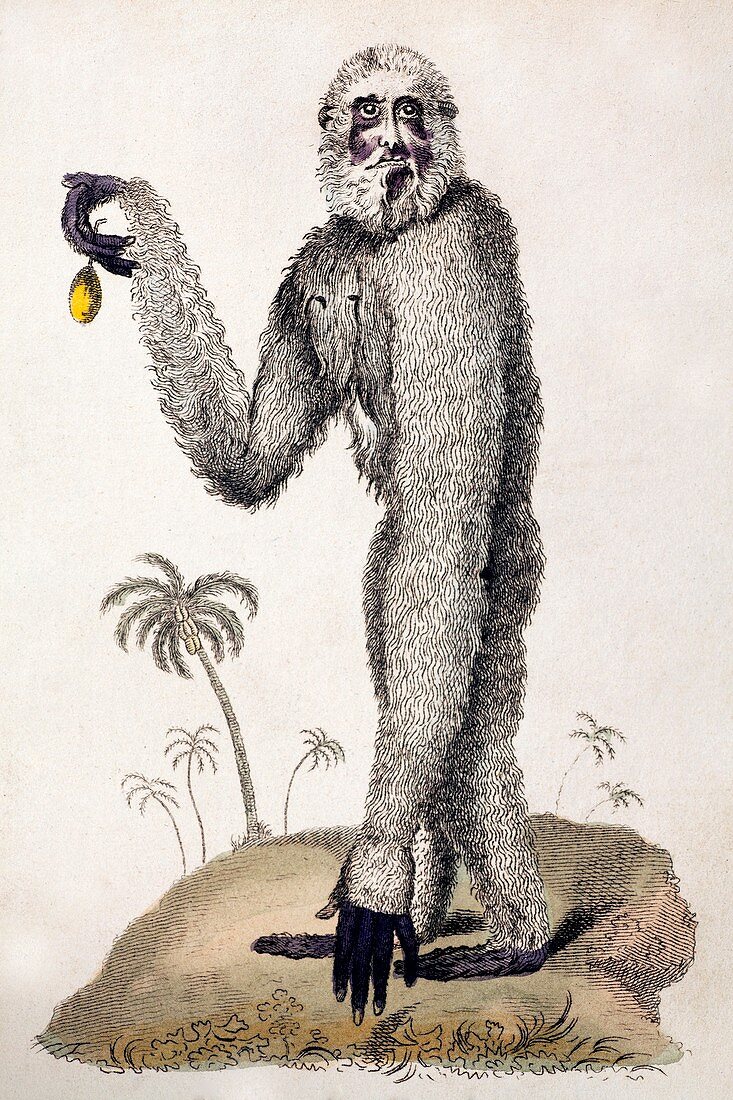 1812 Lar Gibbon yeti look-alike hylobates