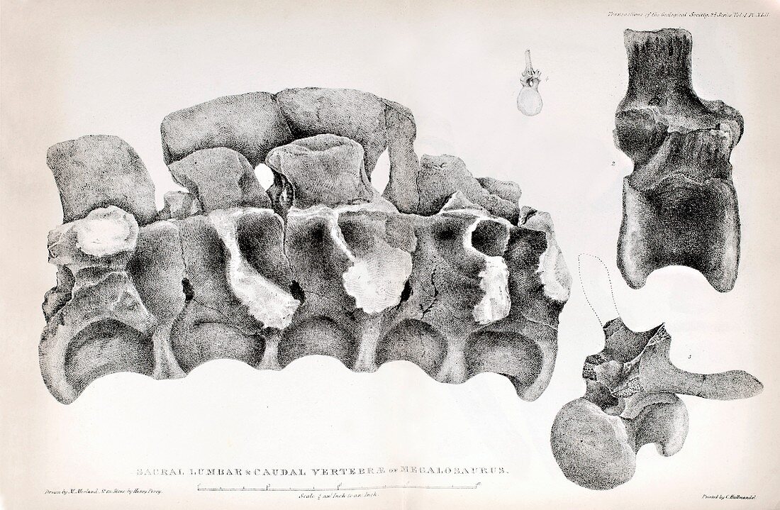 1824 Buckland's Megalosaurus spine