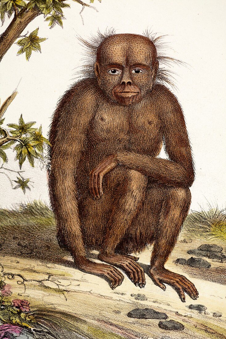 1824 Strange Schinz Orang Orangutan