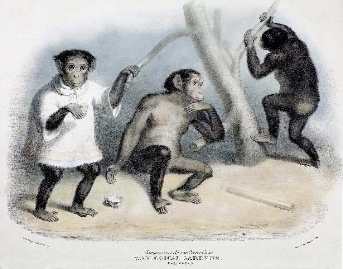 1835 Tommy first chimpanzee in London Zoo