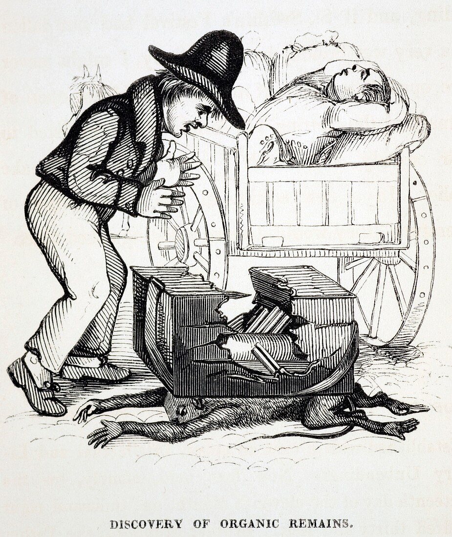 1836 Organic remains early fossil cartoon
