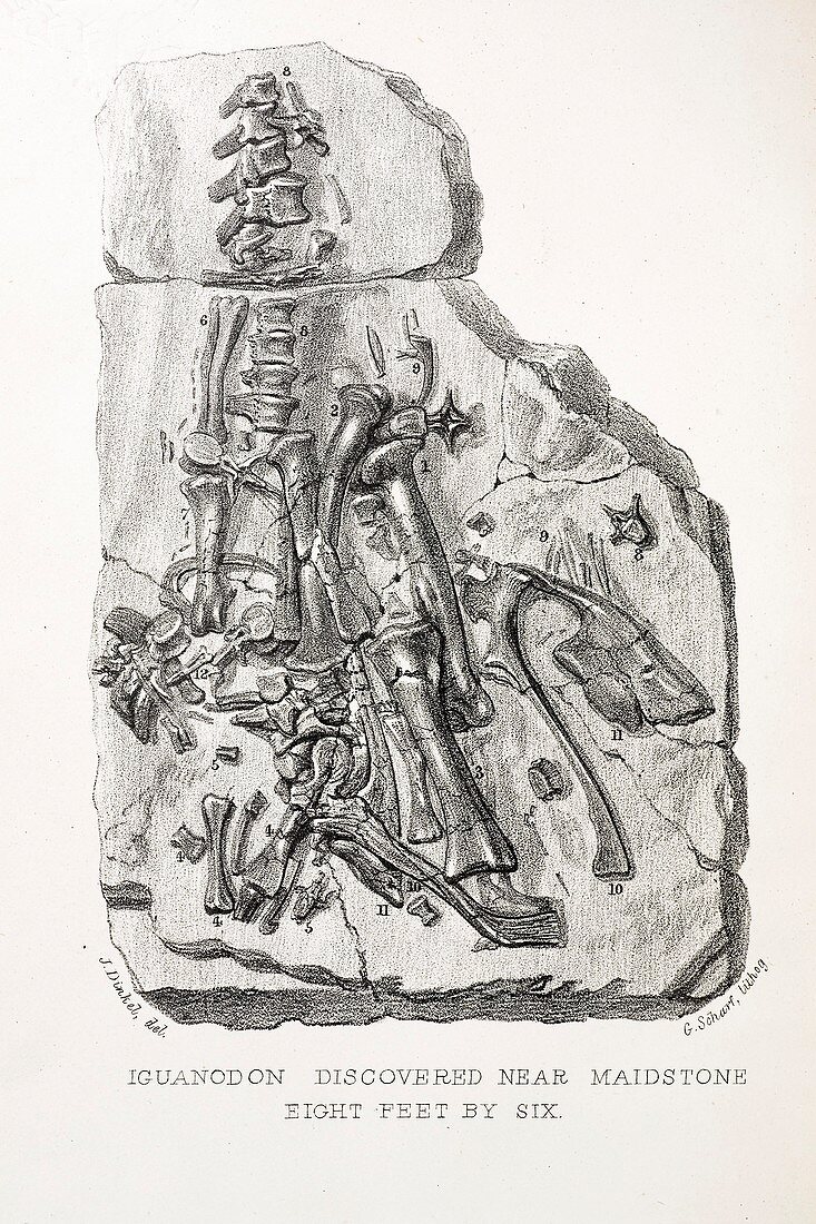 1838 Maidstone Iguanodon 'Mantell piece'a