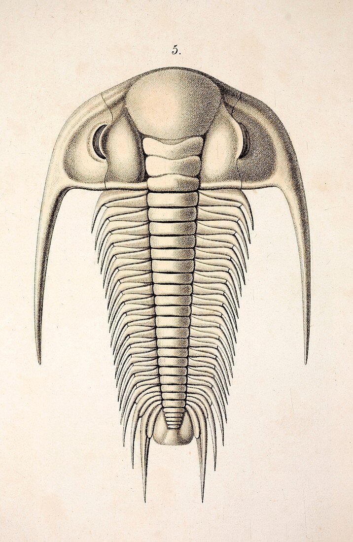 1846 Victorian Trilobite Paradoxides
