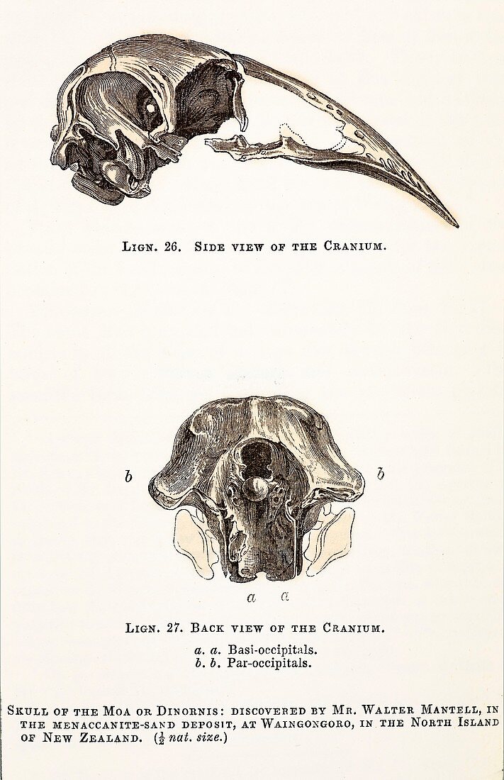 1851 Dinornis Moa Skull discovery