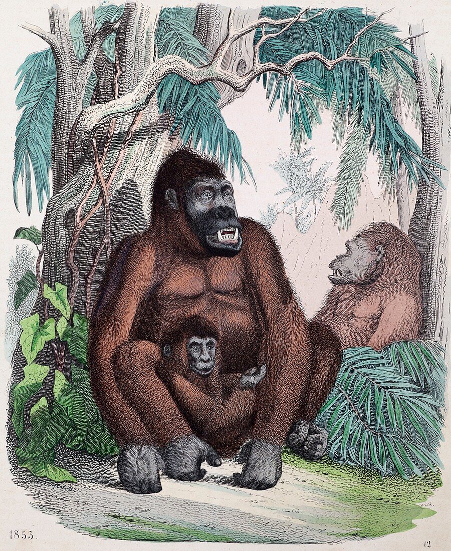 1853 Possible first Gorilla Illustration