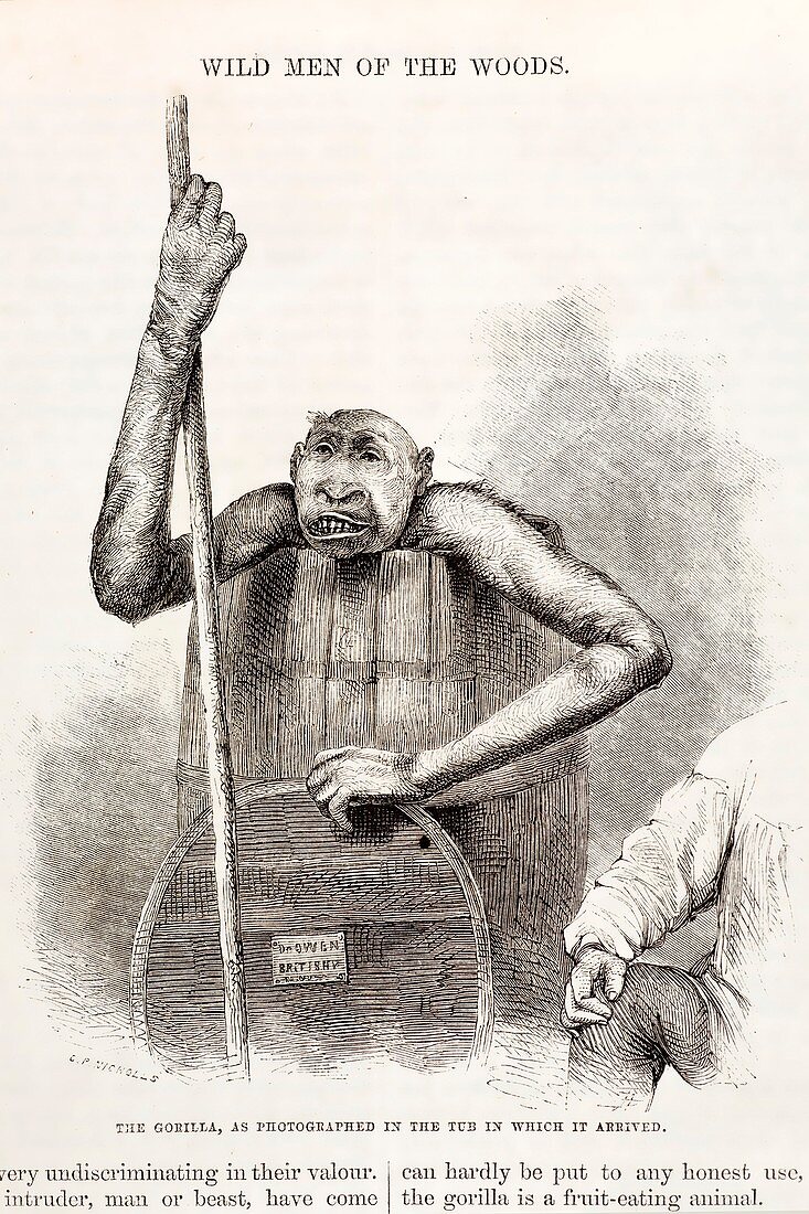 1861 Gorilla for Owen British Museum