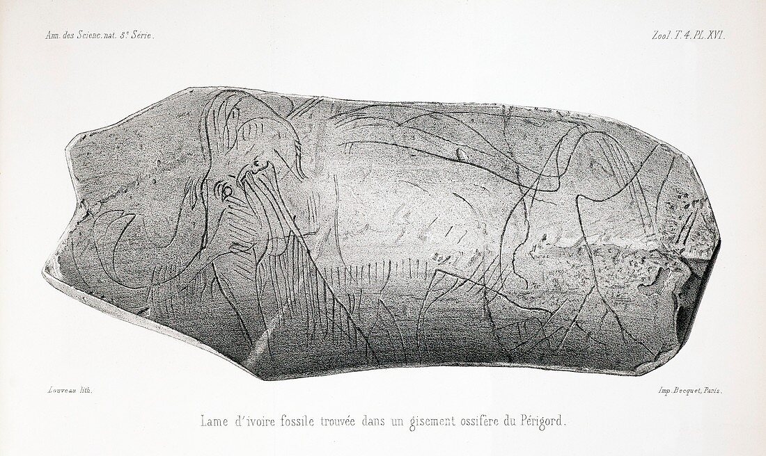 1865 Carved mammoth tusk,human antiquity