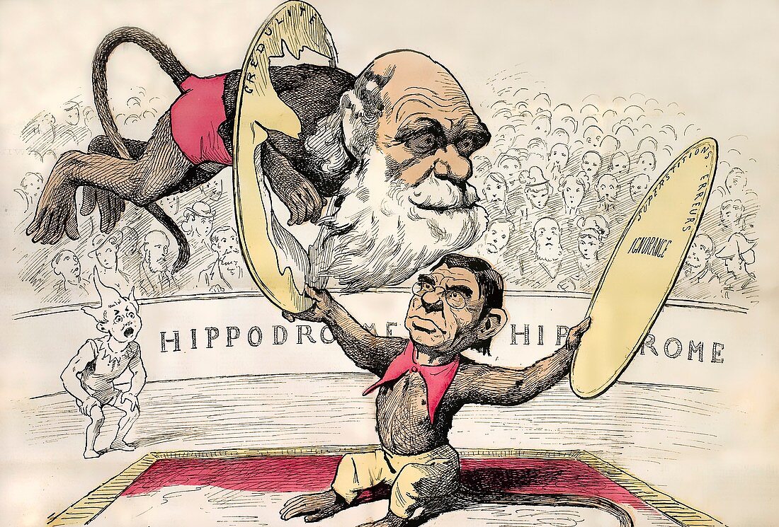 1878 Darwin as a circus monkey by Gill