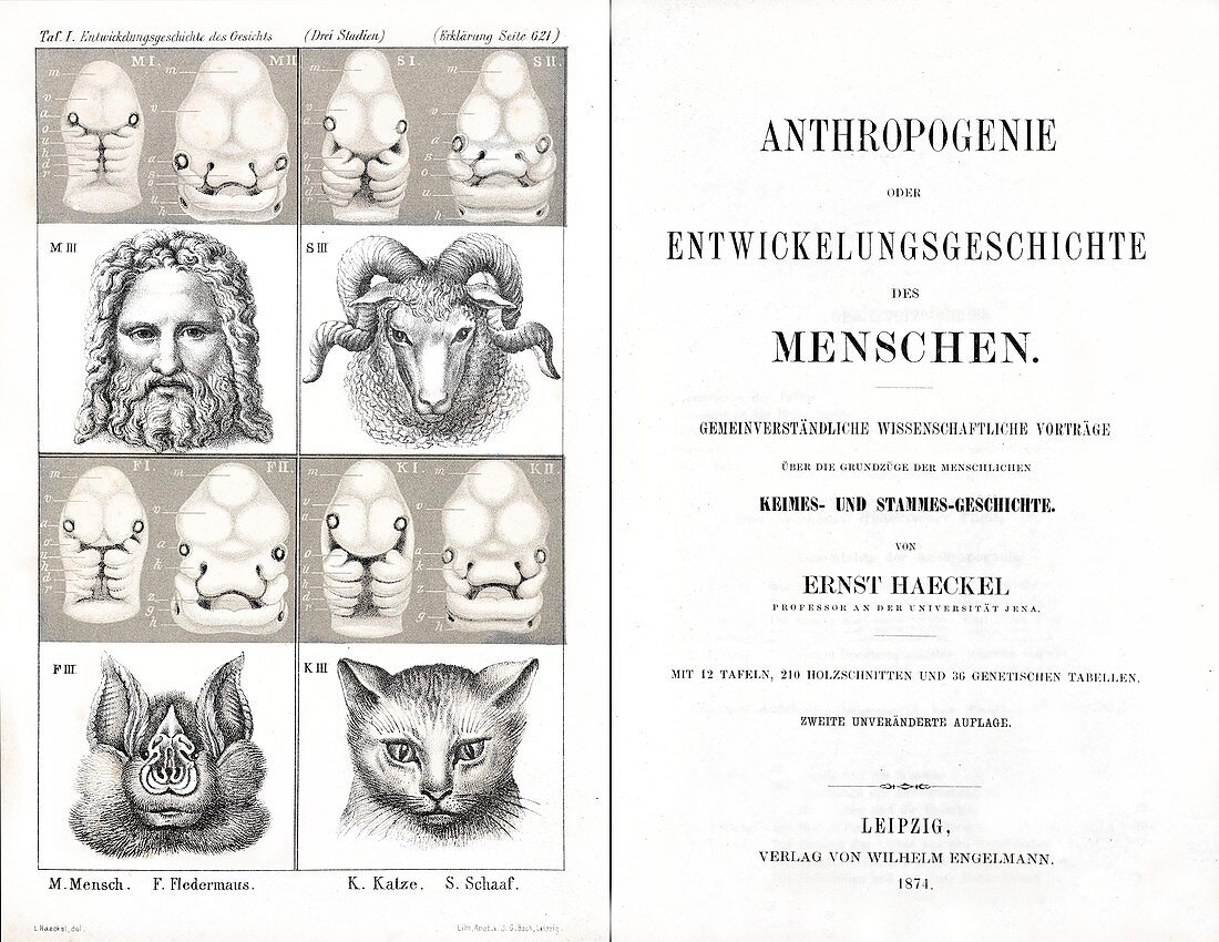 1874 Frontis Haeckel Anthropogenie
