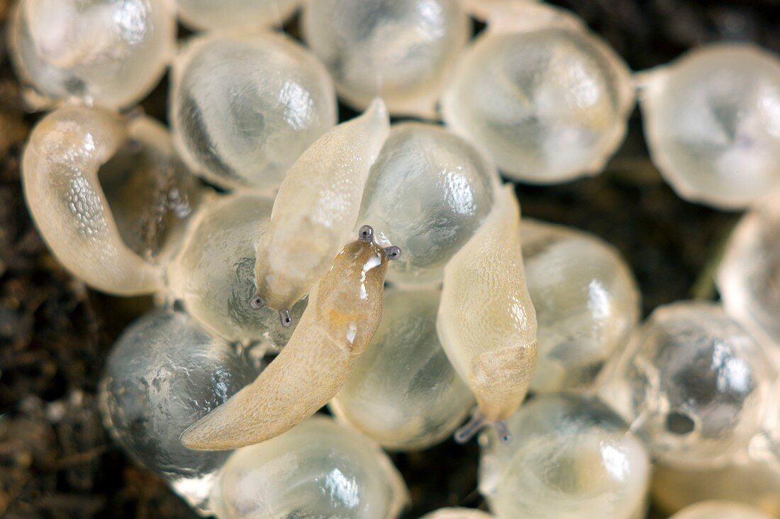 Hatching eggs of Arion hortensis