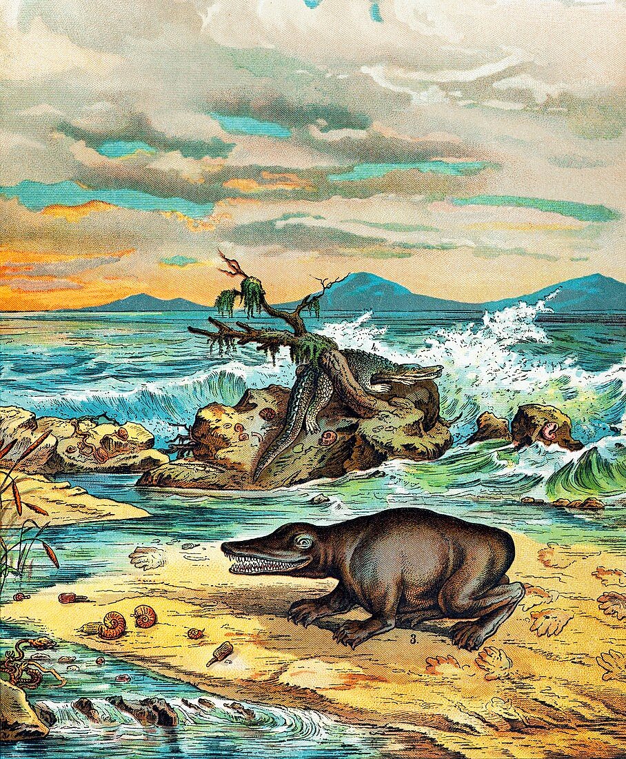 1888 Giant amphibian of triassic coast