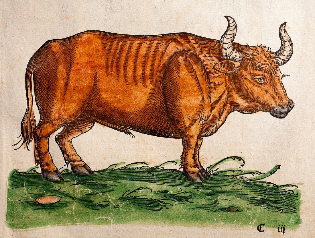 1560 Gesner extinct Auroch Urus Bos