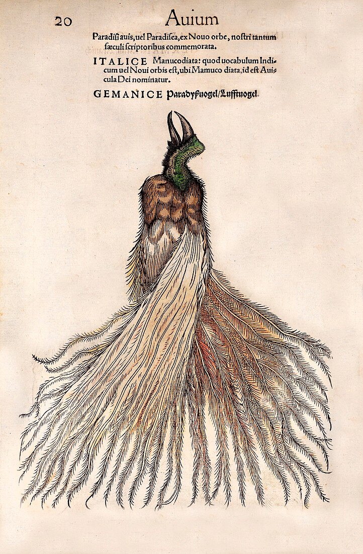 1560 Gesner Bird of Paradise myth