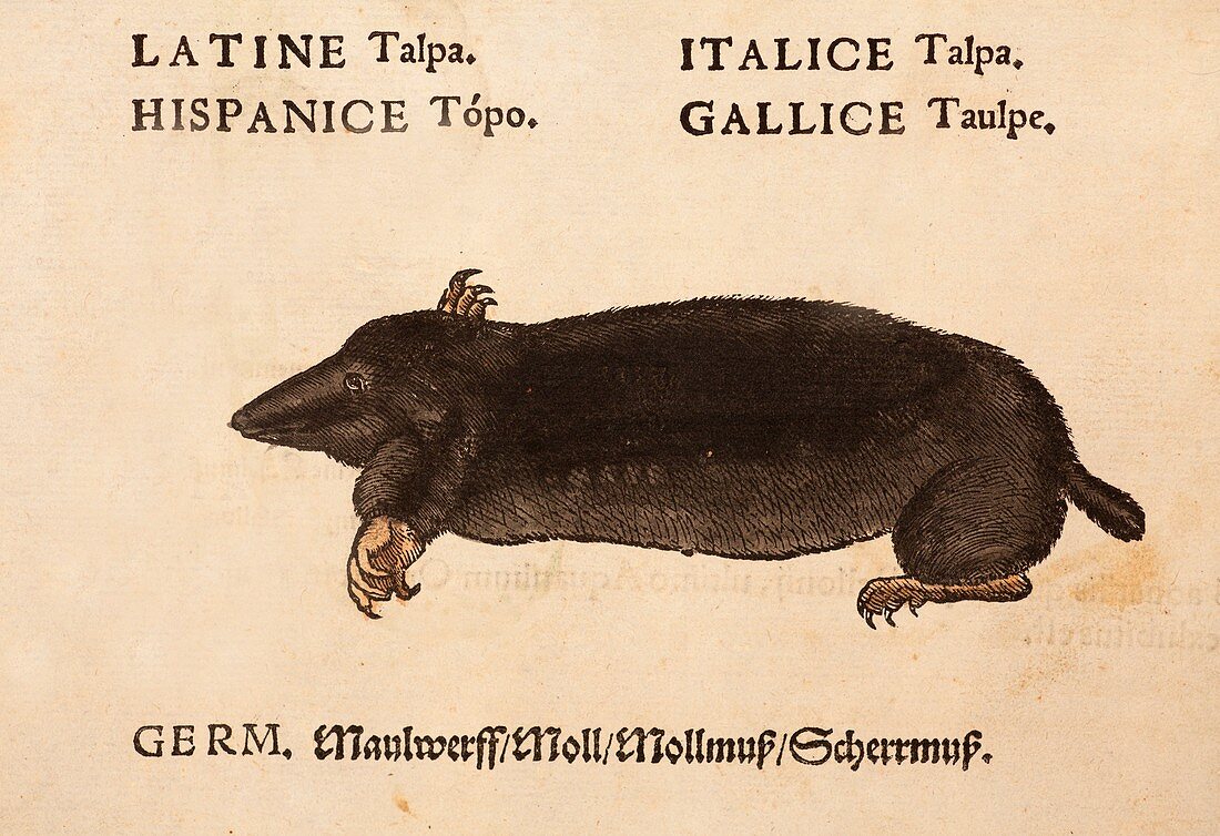 1560 Gesner mole scientific translation