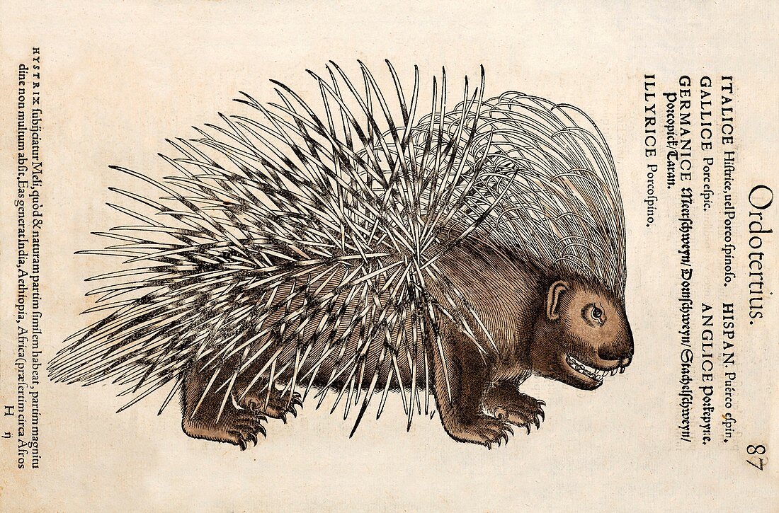 1560 Conrad Gesner Crested Porcupine