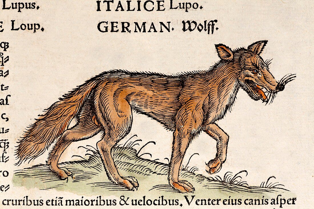 1560 Gesner European Wolf Canis lupus