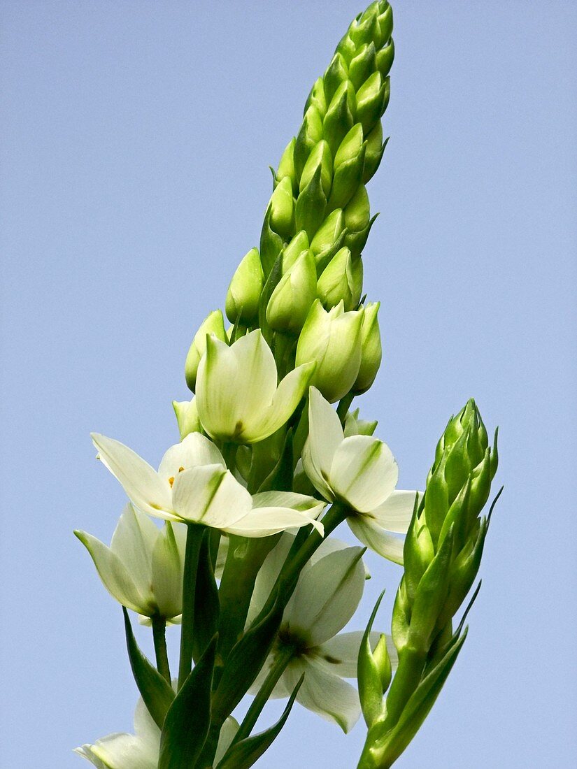 Ornithogalum thyrsoides