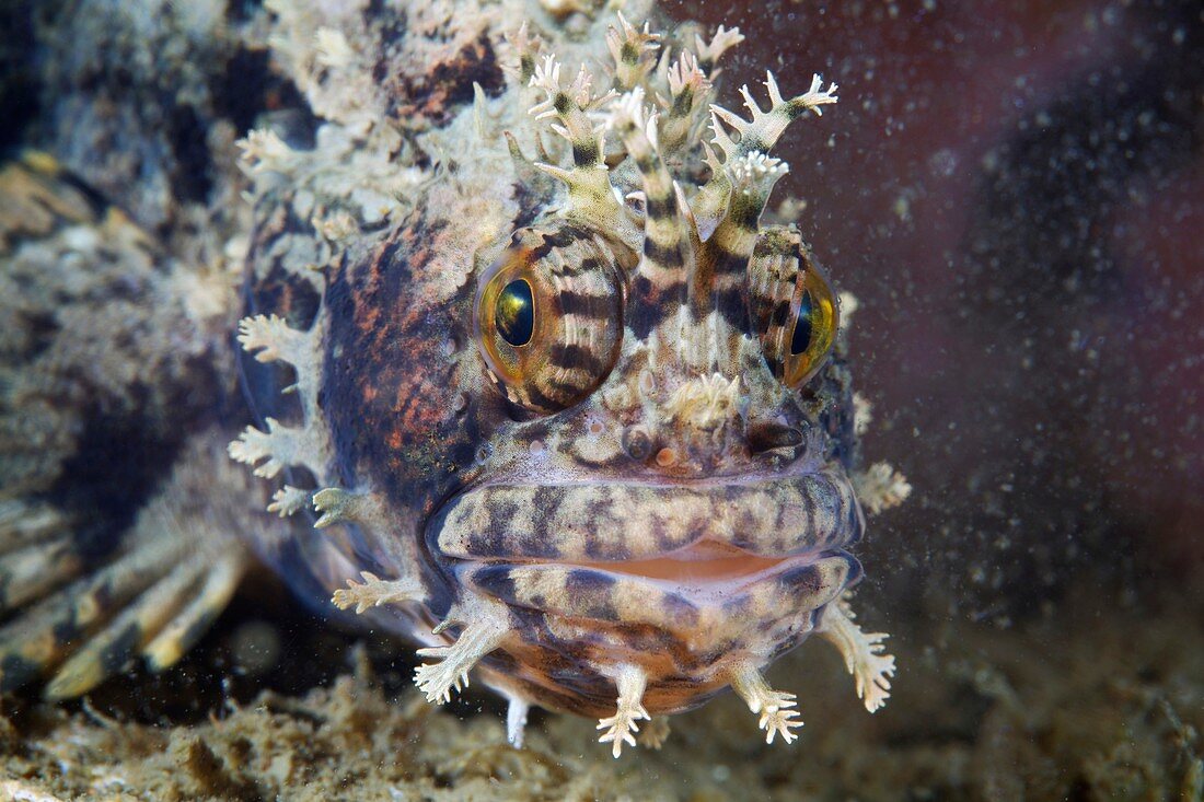 Blenny,Chirolophis japonicus