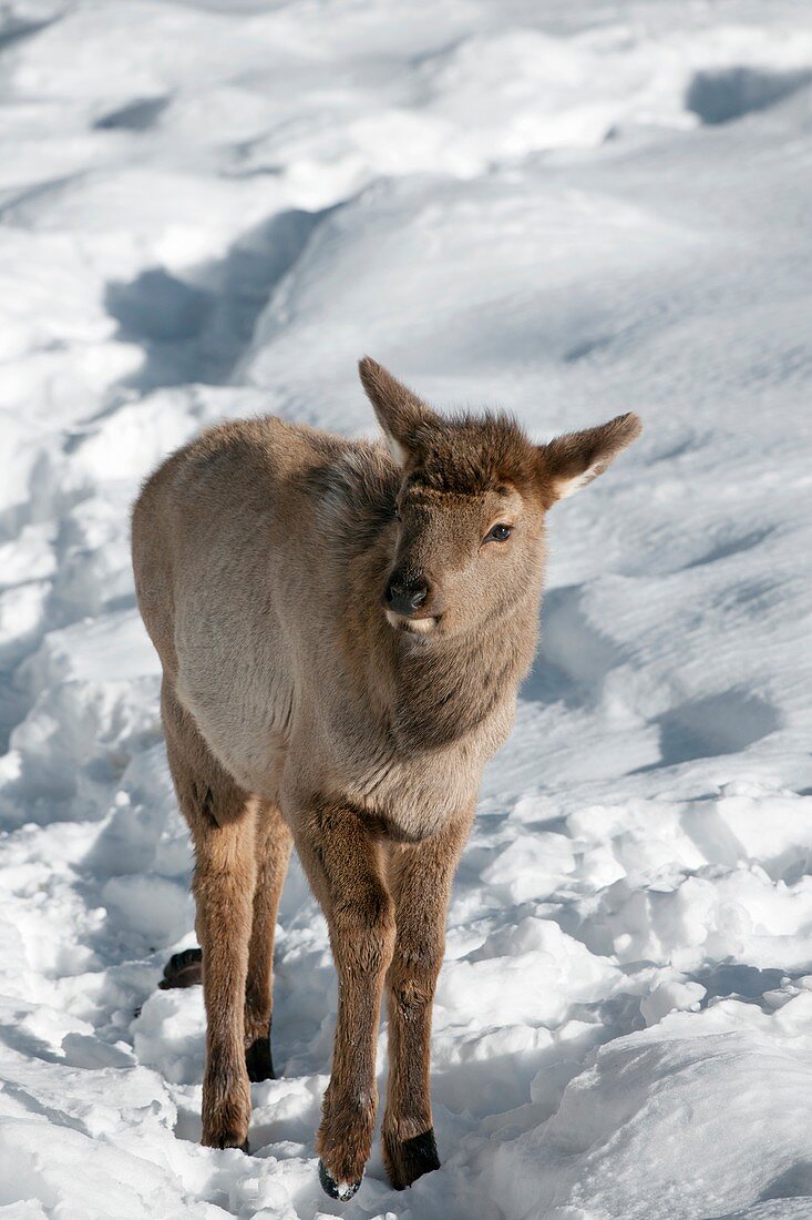 Young elk in snow