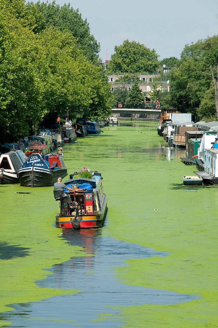 Canal with duckweed bloom