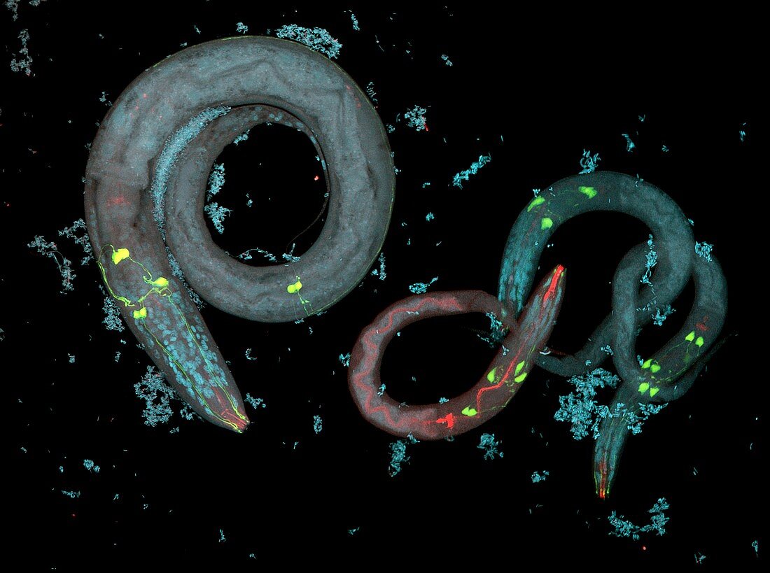 Caenorhabditis elegans and bacteria