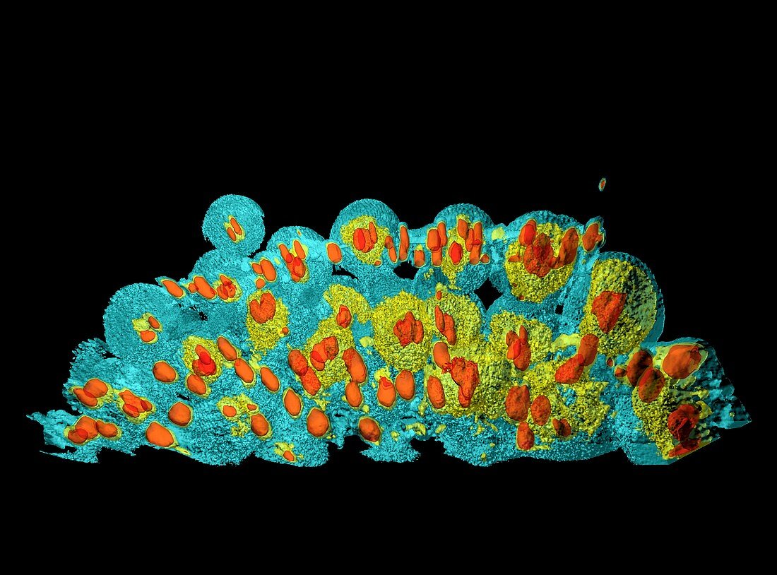 Developing pollen cells