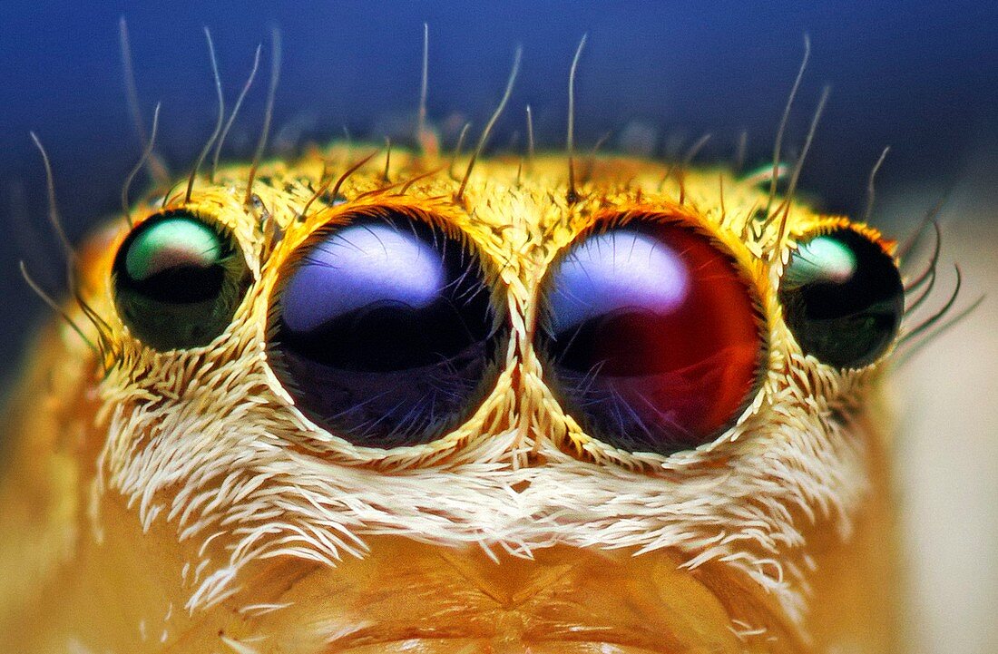 Jumping spider