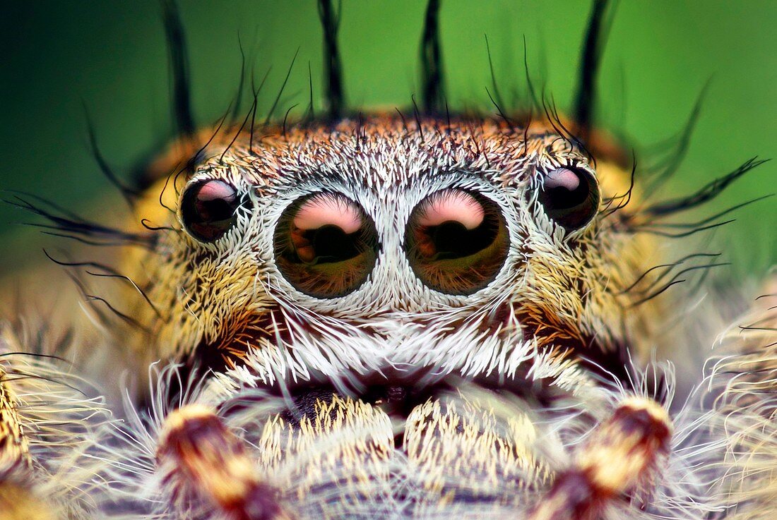 Jumping spider