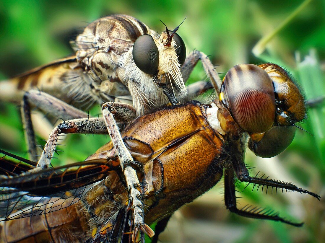 Robber fly with its prey