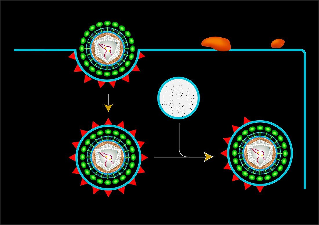 Retrovirus entering a cell,artwork